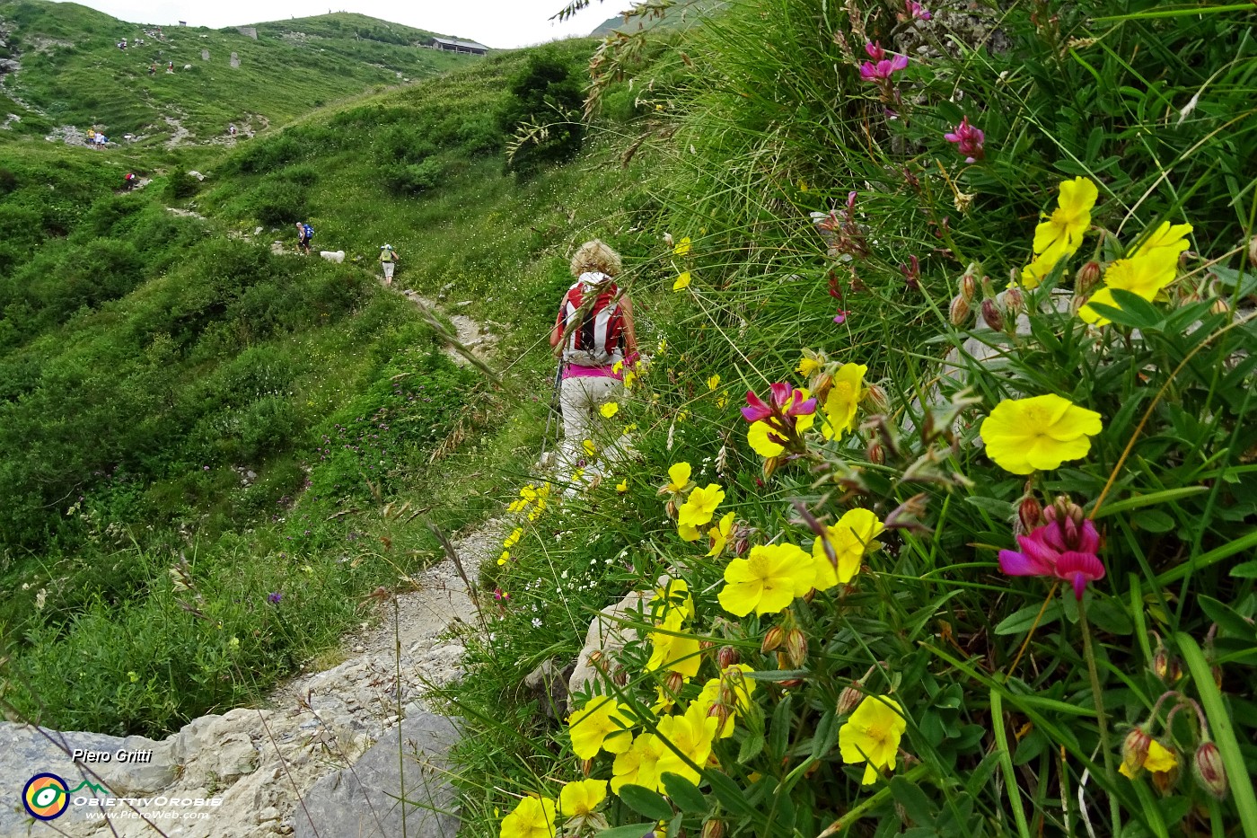 37 Potentilla tabernaemontani.JPG -                                